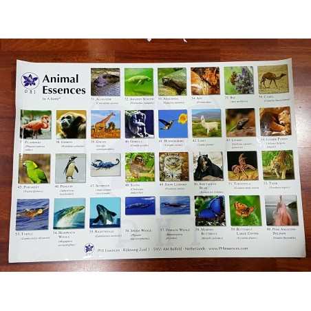 Poster Orquiodeas Amazonas Poster Orquiodeas Amazonas