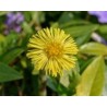 Coltsfoot 15 ml.