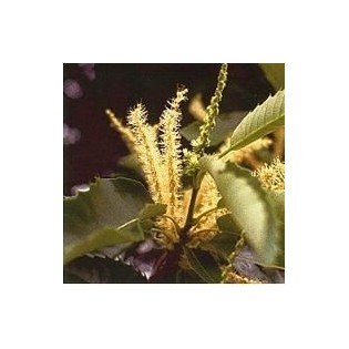 Sweet Chesnut 15 ml.