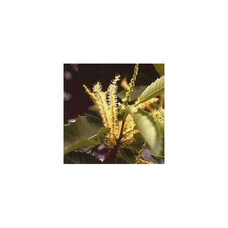 Sweet Chesnut 15 ml.