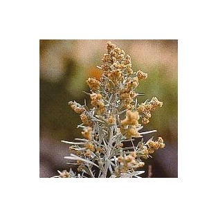 Artemisia 15 ml.
