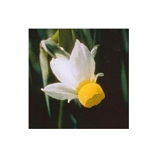 Petticoat Daffodil 15 ml.