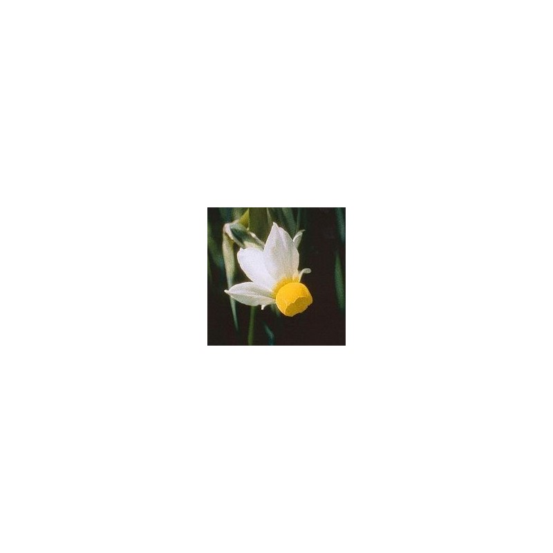 Petticoat Daffodil 15 ml.