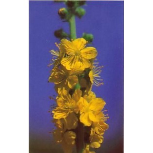 Agrimony 15 ml.