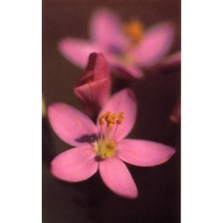 Centaury 15 ml.