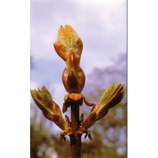 Chesnut Bud 15 ml.