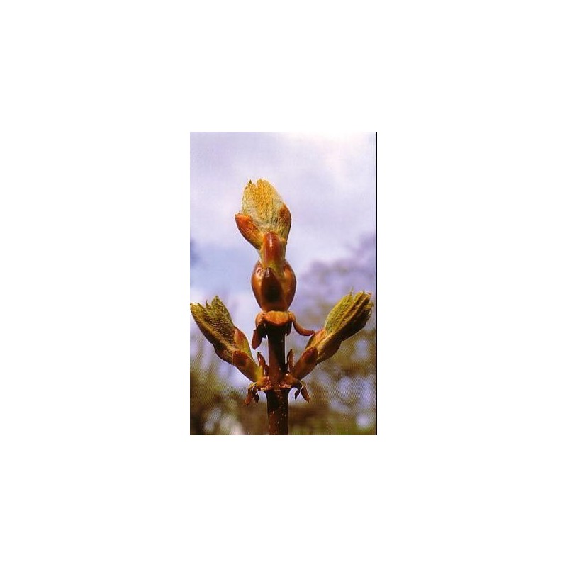 Chesnut Bud 15 ml.