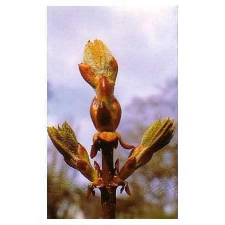Chesnut Bud 15 ml.