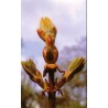 Chesnut Bud 15 ml.