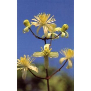 Clematis 15 ml.