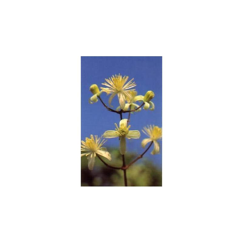Clematis 15 ml.