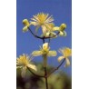 Clematis 15 ml.