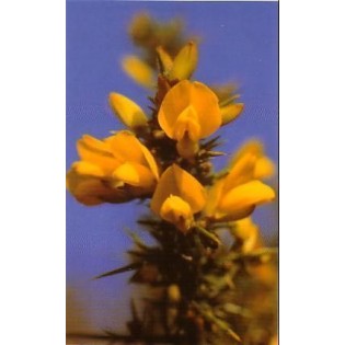 Gorse 15 ml.