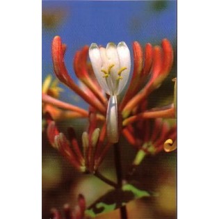 Honeysuckle 15 ml.