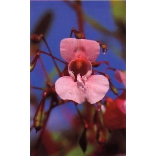 Impatiens 15 ml.
