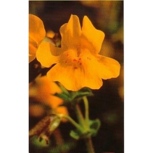 Mimulus 15 ml.