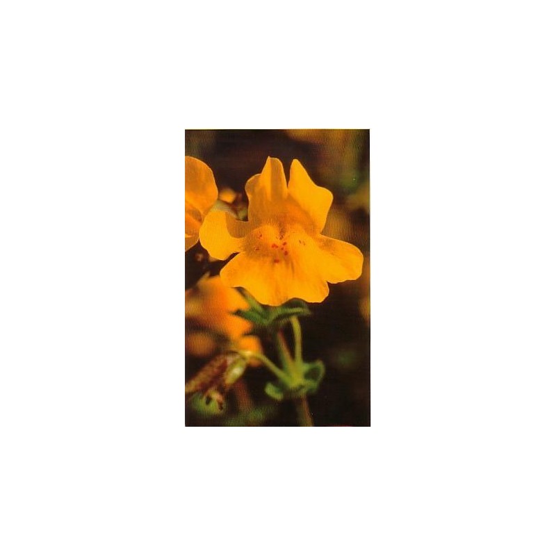 Mimulus 15 ml.