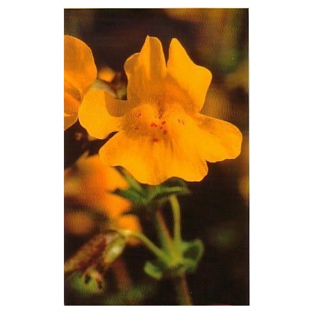 Mimulus 15 ml.