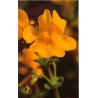 Mimulus 15 ml.