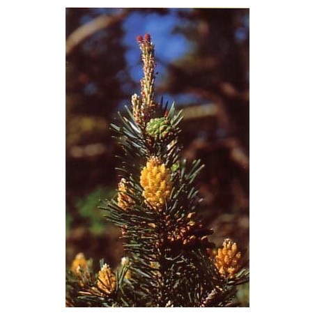 Pine 15 ml.