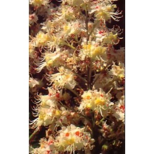 White Chesnut 15 ml.