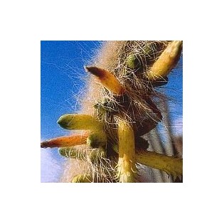 04. Cactus Limpieza Interior 15 ml.