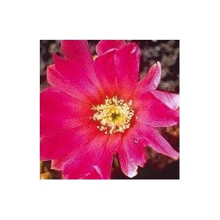 07. Cactus Belleza 15 ml.