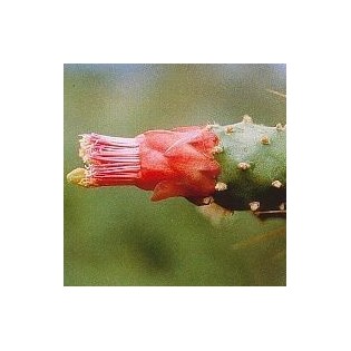 14. Cactus Opuntia Conexión con Tierra 15 ml.