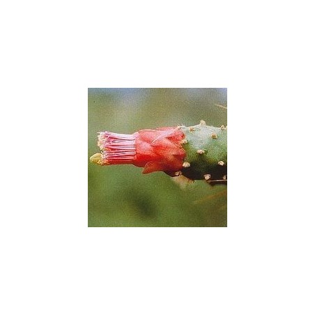 14. Cactus Opuntia Conexión con Tierra 15 ml.