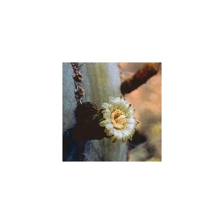19. Noble Heart Cactus 15 ml.