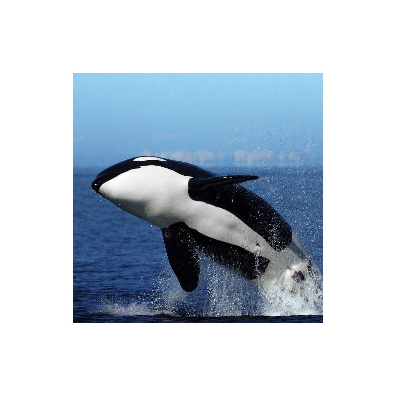 Colgante Esencia de Orca
