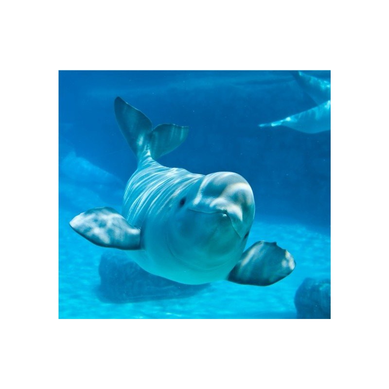 Colgante Esencia de Beluga
