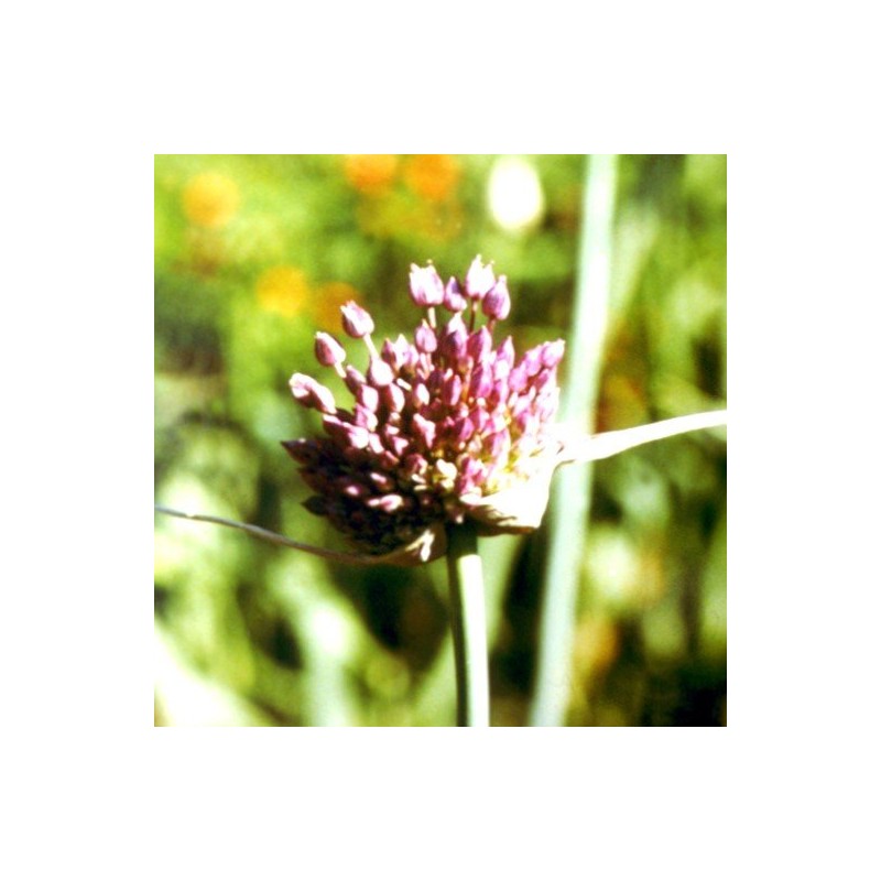 Allium 10 ml.