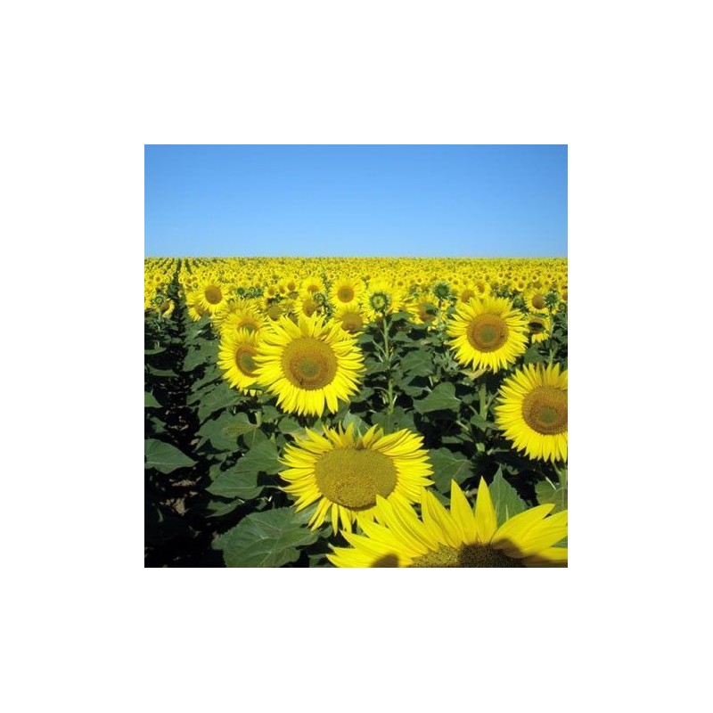 Sunflower 15 ml. - Korte
