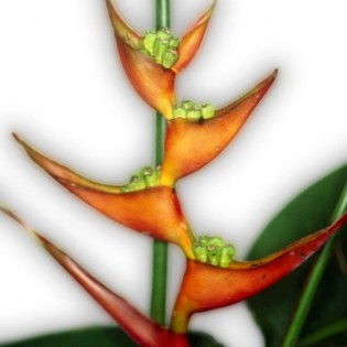 Heliconia 10 ml.