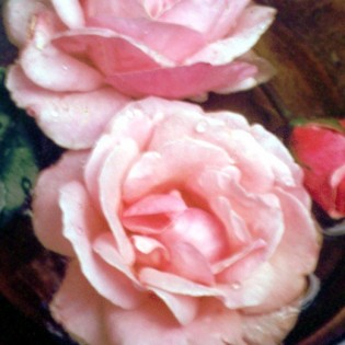 Rosa Rosa 10 ml.