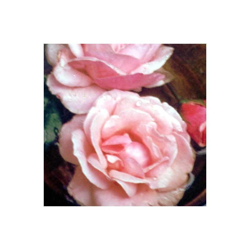 Rosa Rosa 10 ml.