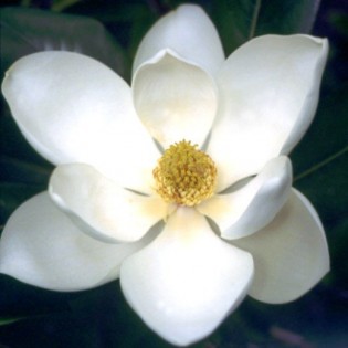 Lotus/Magnolia 10 ml.