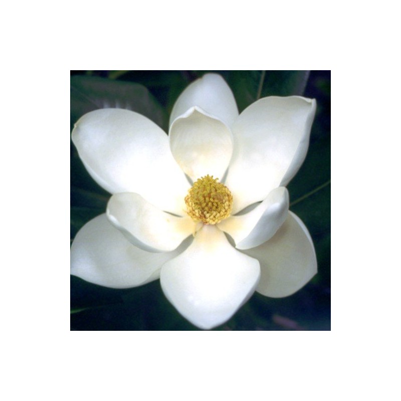 Lotus/Magnolia 10 ml.