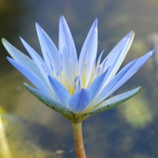 Lotus Azul 10 ml.