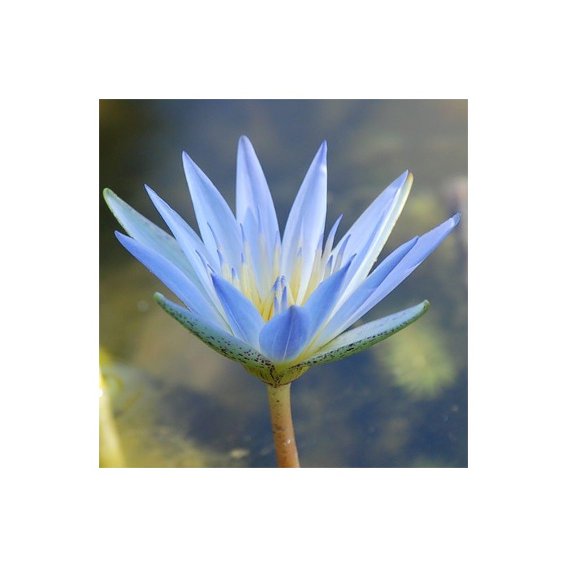 Lotus Azul 10 ml.