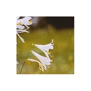 White Iris 15 ml.