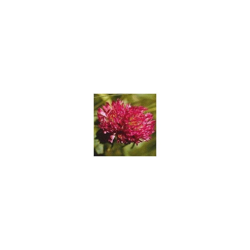 Red clover 15 ml.