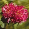 Red Clover 15 ml.