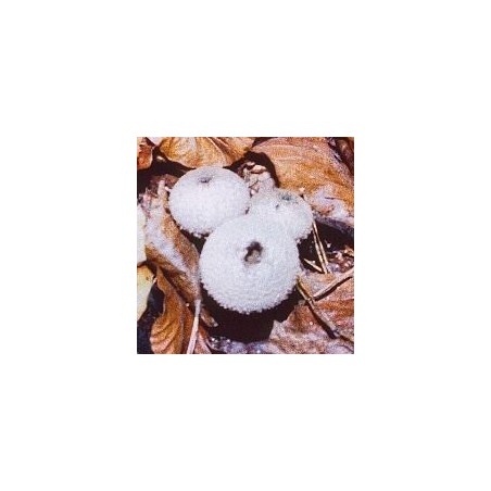 03. Common Puffball 15 ml.