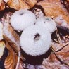 03. Common Puffball 15 ml.