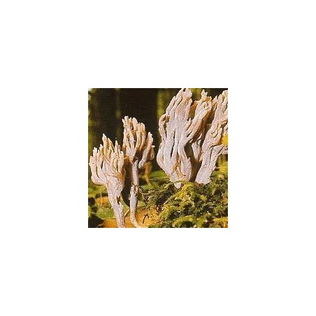 05. Grey Coral Fungus 15 ml.