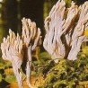 05. Grey Coral Fungus 15 ml.