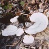 13. Many-zoned Polypore 15 ml.